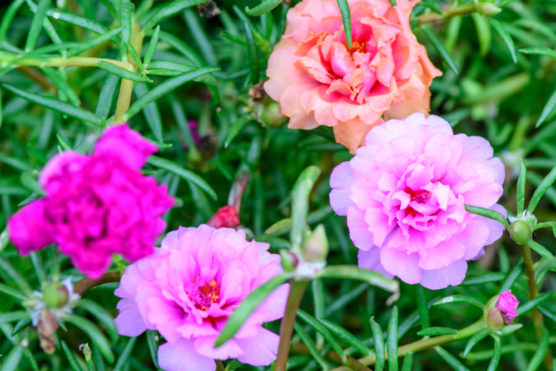 18 Plants That Bloom All Summer | ThatWoWGarden