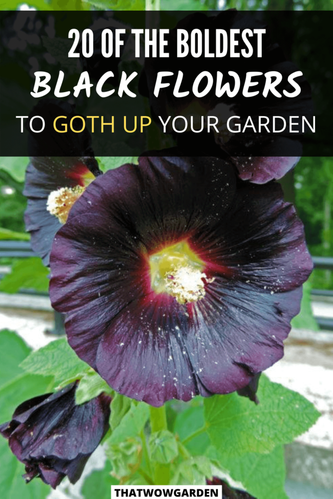 20 Black Flowers For A Dynamic Garden | ThatWoWGarden