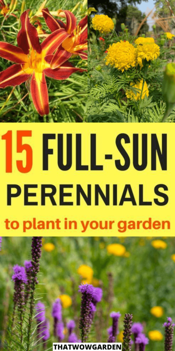 Full Sun Perennials 15 Stunning Low Maintenance Plants That Thrive In Sun Thatwowgarden