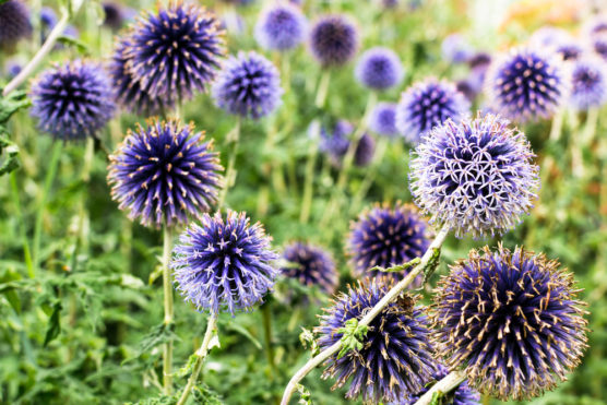 17 of the Best Easy Care Perennials With Beautiful Blue Flowers ...