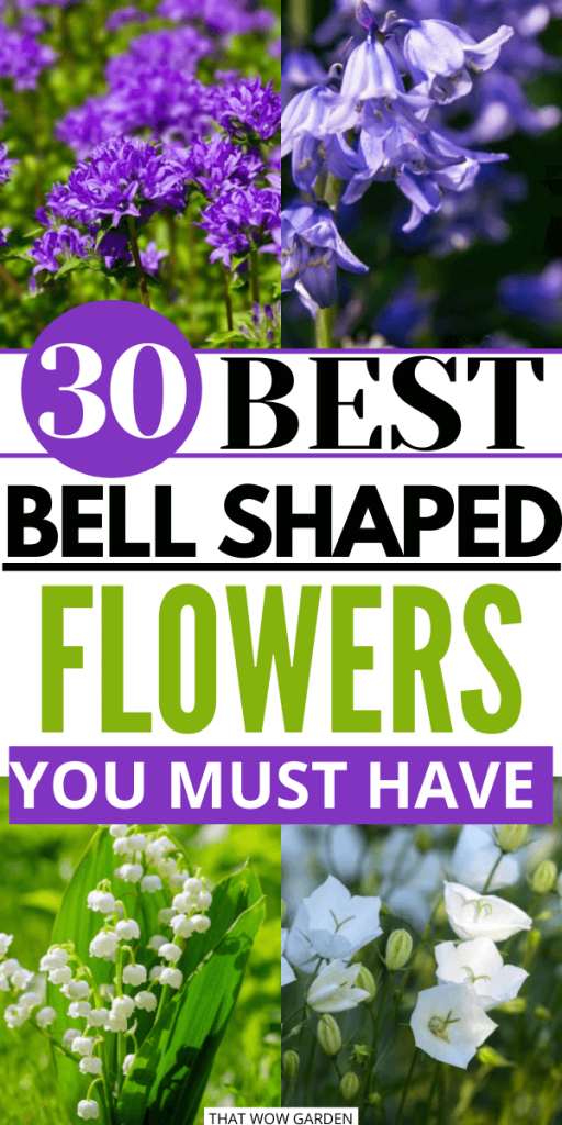 30 Best Bell Shaped Flowers ThatWoWGarden