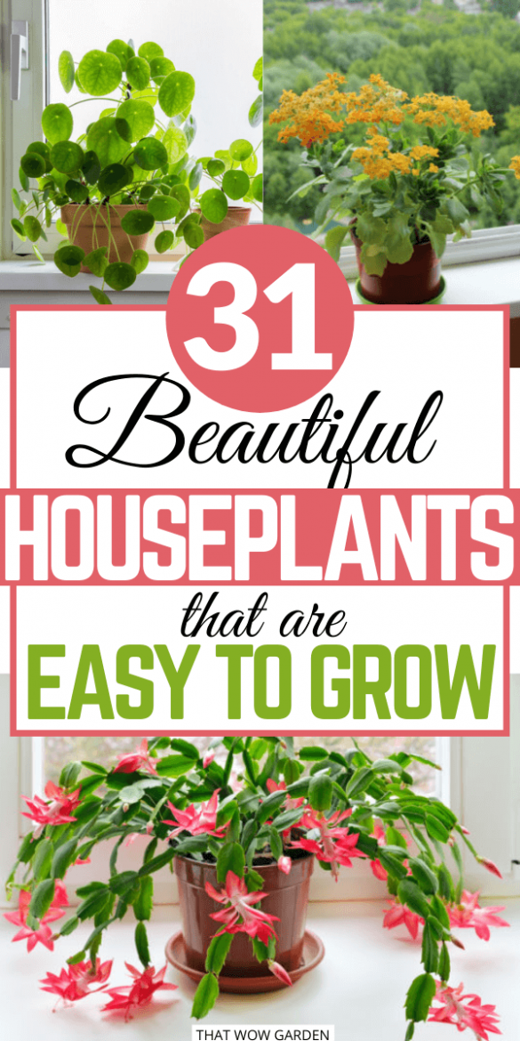 31 Easy To Grow Houseplants For Beginners | ThatWoWGarden