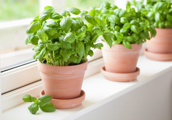 Basil plants in pots