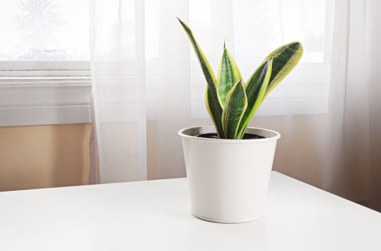 light requirement for snake plant
