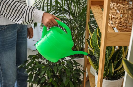 watering snake plant using water can